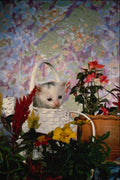 771017 Kitten In Basket A4 Photo Print