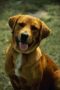 771018 Dog A4 Photo Print