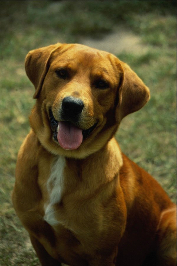 771018 Dog A4 Photo Print