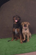 771019 Two Dogs, Short And Tall A4 Photo Print