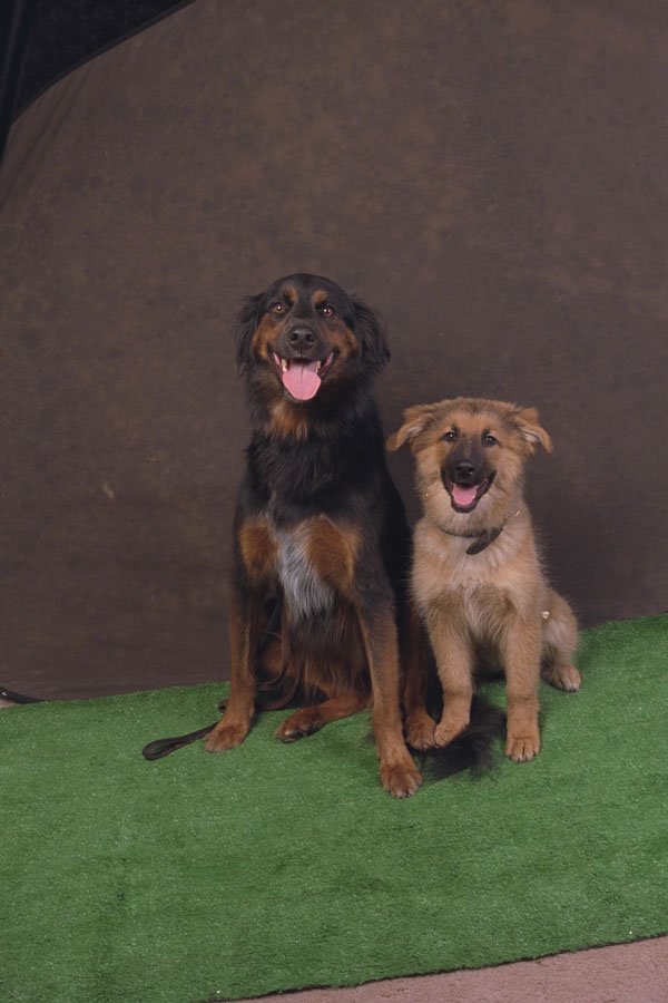 771019 Two Dogs, Short And Tall A4 Photo Print