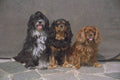 771020 Three Dogs In A Row A4 Photo Print
