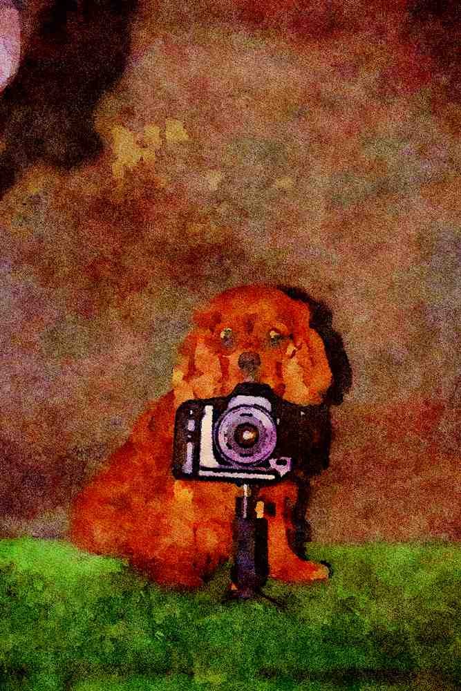 771021 Sam The Cavalier Behind Camera A4 Limited Edition Watercolour Print