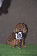 771021 Sam The Cavalier Behind Camera A4 Photo Print