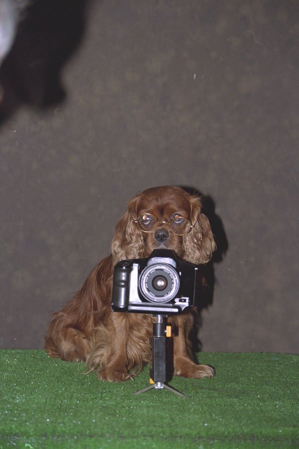 771021 Sam The Cavalier Behind Camera A4 Photo Print