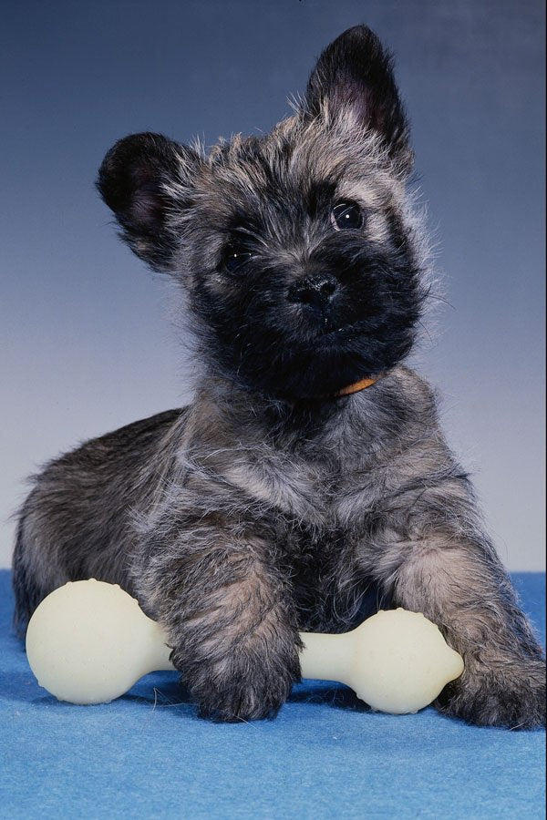 771022 Puppy With Toy A4 Photo Print