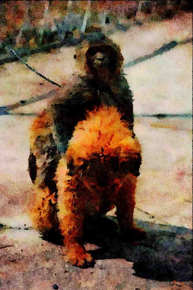 771023 Monkey And Dog A4 Limited Edition Watercolour Print