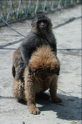 771023 Monkey And Dog A4 Photo Print