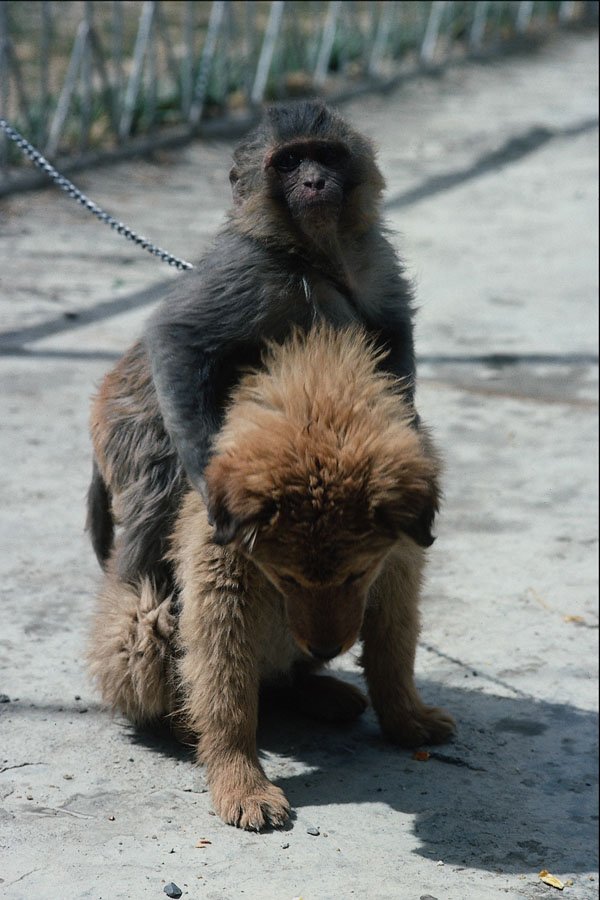 771023 Monkey And Dog A4 Photo Print