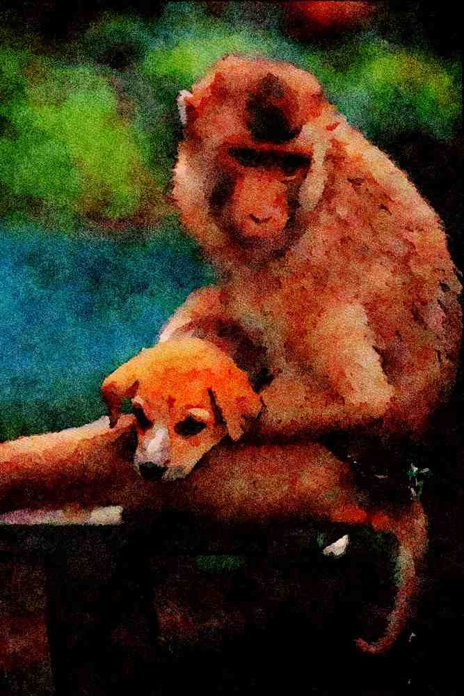 771024 Monkey And Dog A4 Limited Edition Watercolour Print