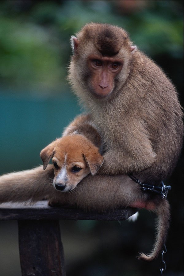 771024 Monkey And Dog A4 Photo Print