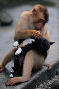 771025 Monkey And Dog A4 Photo Print