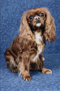 771026 Cavalier King Charles Spaniel A4 Photo Print