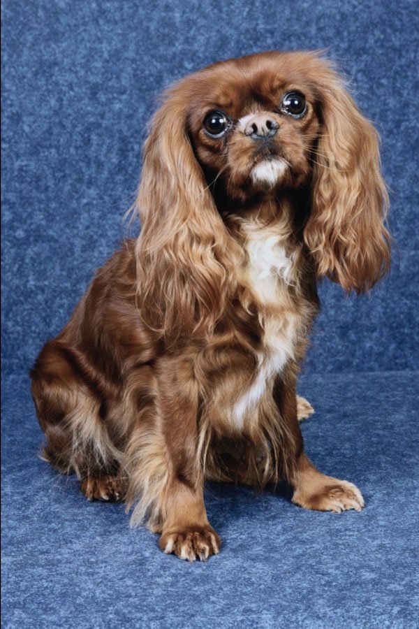 771026 Cavalier King Charles Spaniel A4 Photo Print