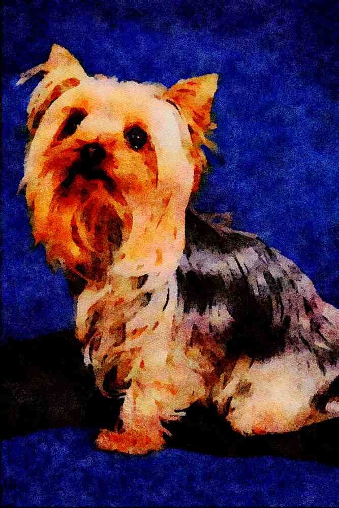 771027 Yorkshire Terrier A4 Limited Edition Watercolour Print