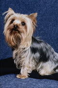 771027 Yorkshire Terrier A4 Photo Print