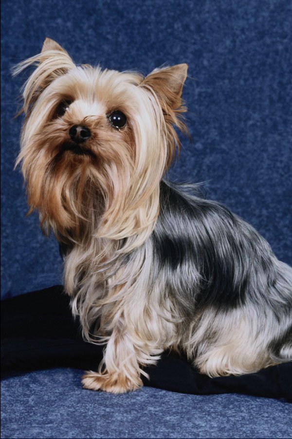 771027 Yorkshire Terrier A4 Photo Print