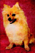 771028 Pomeranian A4 Limited Edition Watercolour Print
