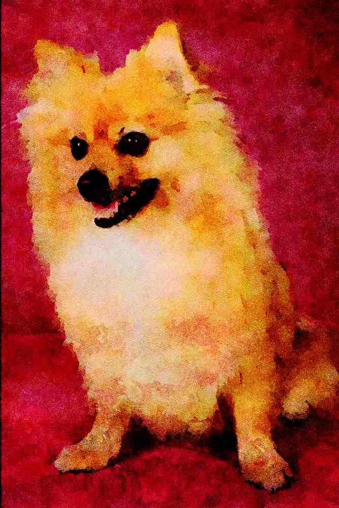771028 Pomeranian A4 Limited Edition Watercolour Print