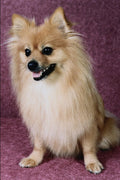 771028 Pomeranian A4 Photo Print