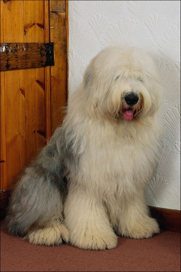 771029 Old English Sheepdog A4 Photo Print