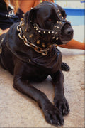 771030 Doggy, Film Star A4 Photo Print