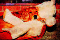 771031 Golden Cocker Spaniel And Teddy A4 Limited Edition Watercolour Print