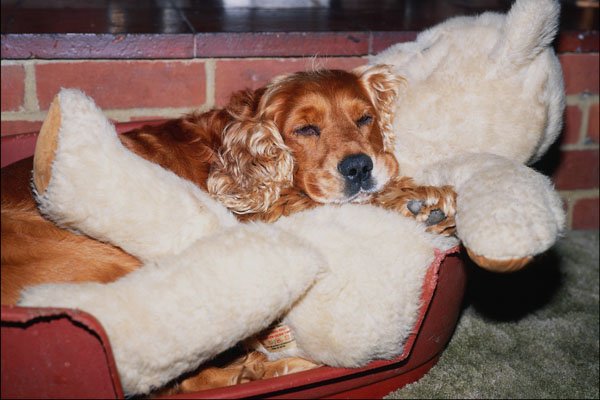 771031 Golden Cocker Spaniel And Teddy A4 Photo Print