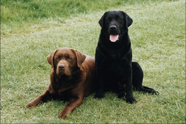 771032 Chocolate And Black Labrador Retrievers A4 Photo Print