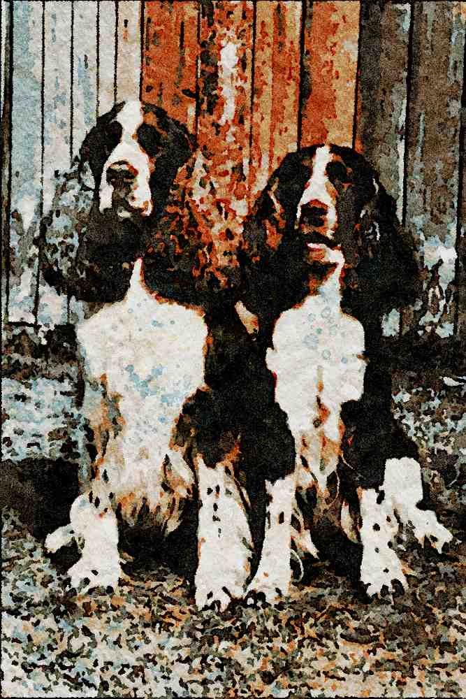771033 English Springer Spaniels A4 Limited Edition Watercolour Print