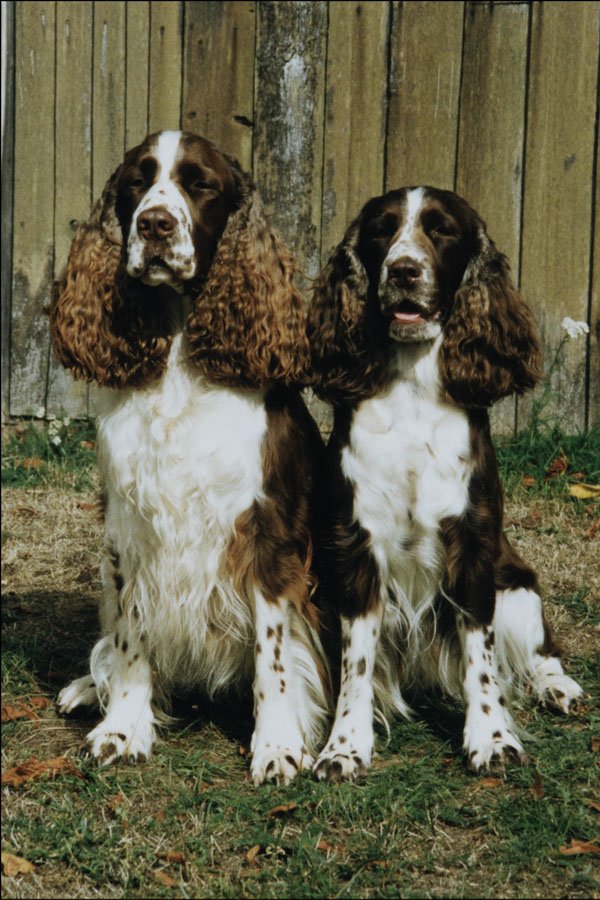 771033 English Springer Spaniels A4 Photo Print