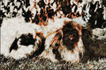 771034 Pekinese A4 Limited Edition Watercolour Print