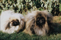 771034 Pekinese A4 Photo Print