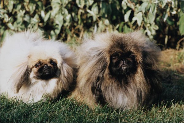 771034 Pekinese A4 Photo Print
