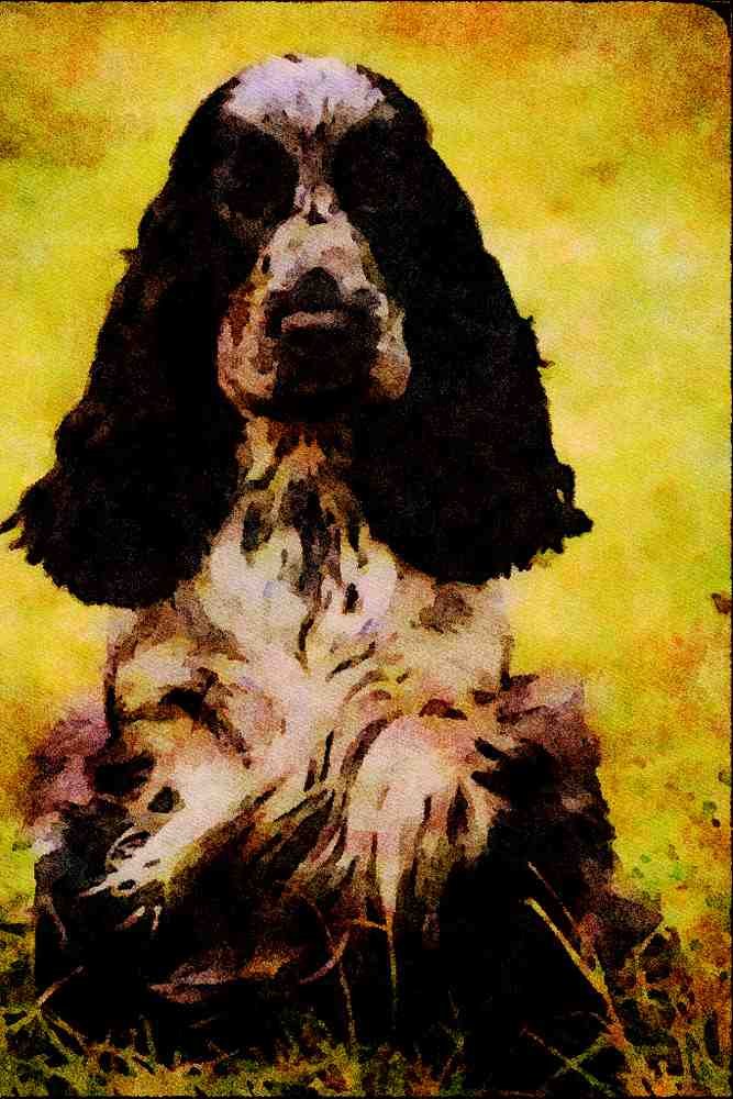 771035 Cocker Spaniel A4 Limited Edition Watercolour Print