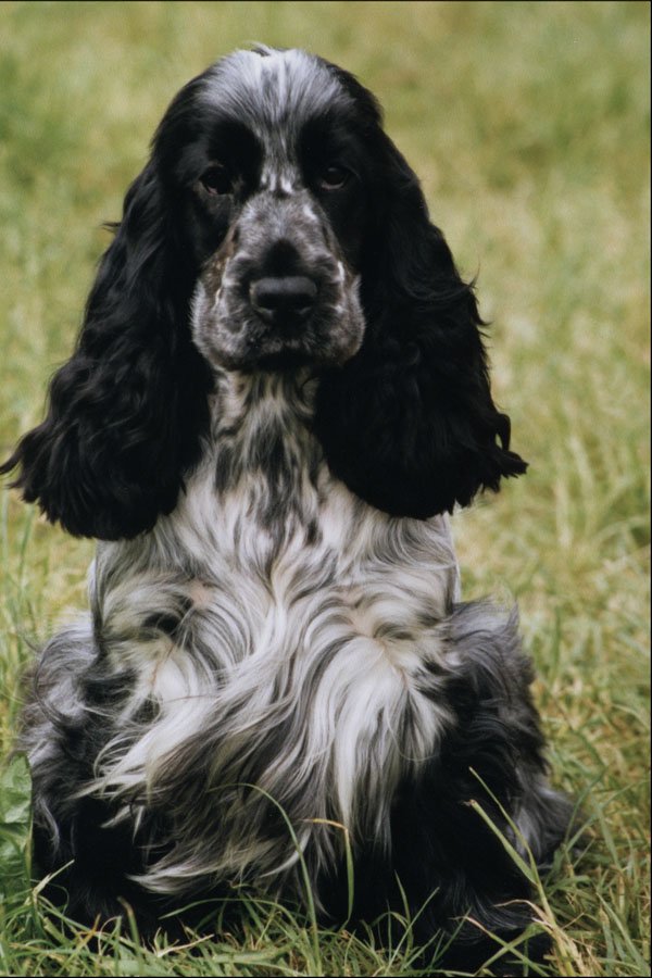 771035 Cocker Spaniel A4 Photo Print