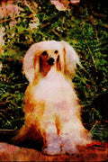 771036 Chinese Crested, Powder Puff A4 Limited Edition Watercolour Print