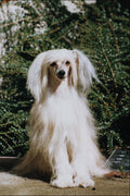 771036 Chinese Crested, Powder Puff A4 Photo Print
