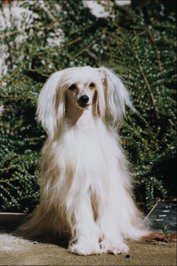 771036 Chinese Crested, Powder Puff A4 Photo Print