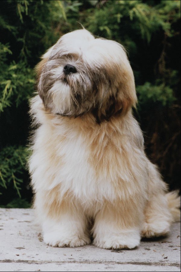 771037 Lhasa Apso Puppy A4 Photo Print