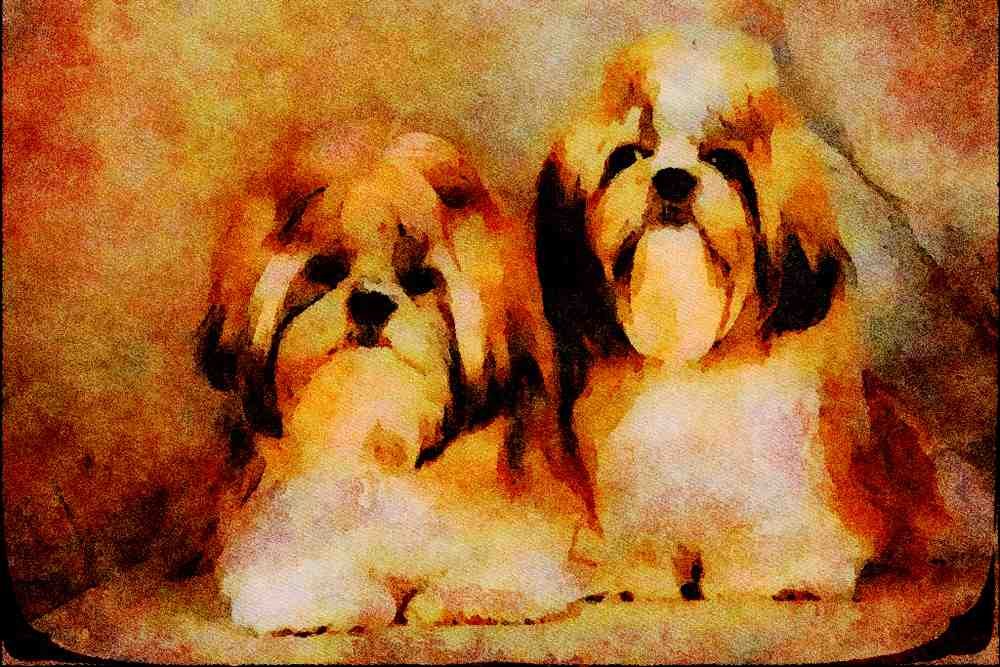 771038 Shih Tzu Puppies A4 Limited Edition Watercolour Print
