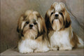771038 Shih Tzu Puppies A4 Photo Print