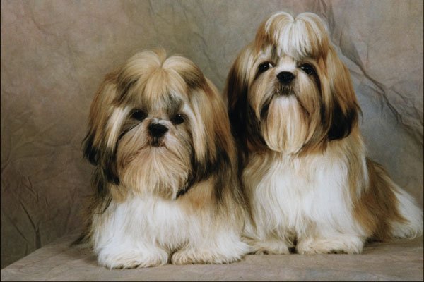 771038 Shih Tzu Puppies A4 Photo Print