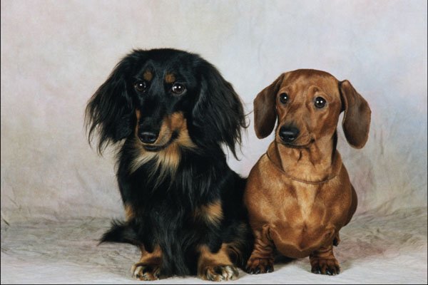 771039 Long Haired And Smooth Haired Dachshunds A4 Photo Print