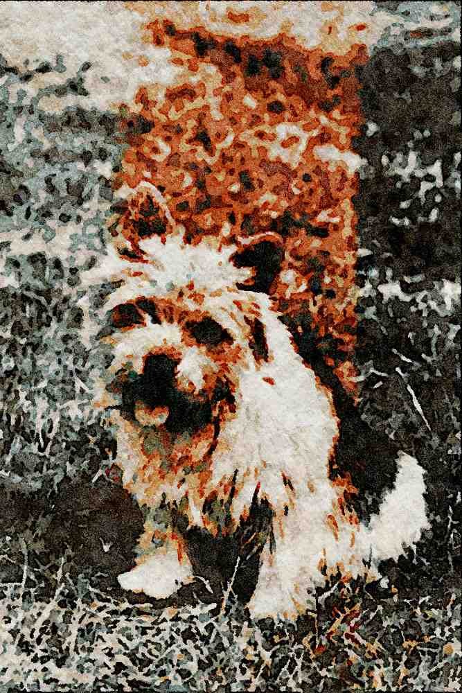 771040 Norwich Terrier, Not Stripped A4 Limited Edition Watercolour Print