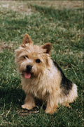 771040 Norwich Terrier, Not Stripped A4 Photo Print