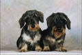 771041 Wire haired Dachshunds A4 Photo Print