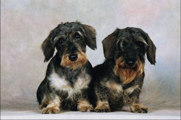 771041 Wire haired Dachshunds A4 Photo Print