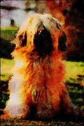 771042 Tibetan Terrier A4 Limited Edition Watercolour Print