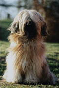 771042 Tibetan Terrier A4 Photo Print